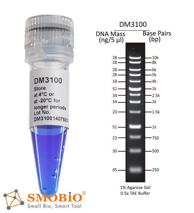 Excelband Kb Kb Dna Ladder L Smartscience