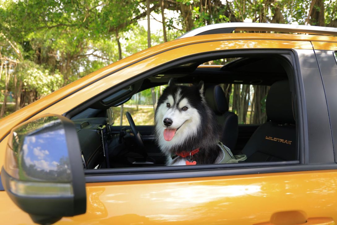Ford_Traveling_with_Pets