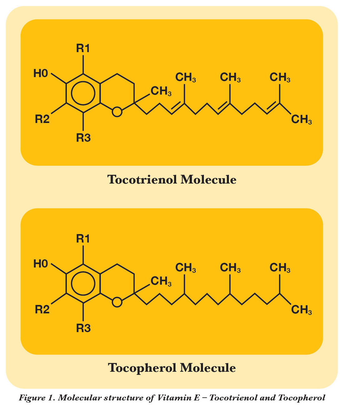 Tocotrienol มีพันธะคู่มากกว่า อยู่ในสภาวะไม่อิ่มตัว