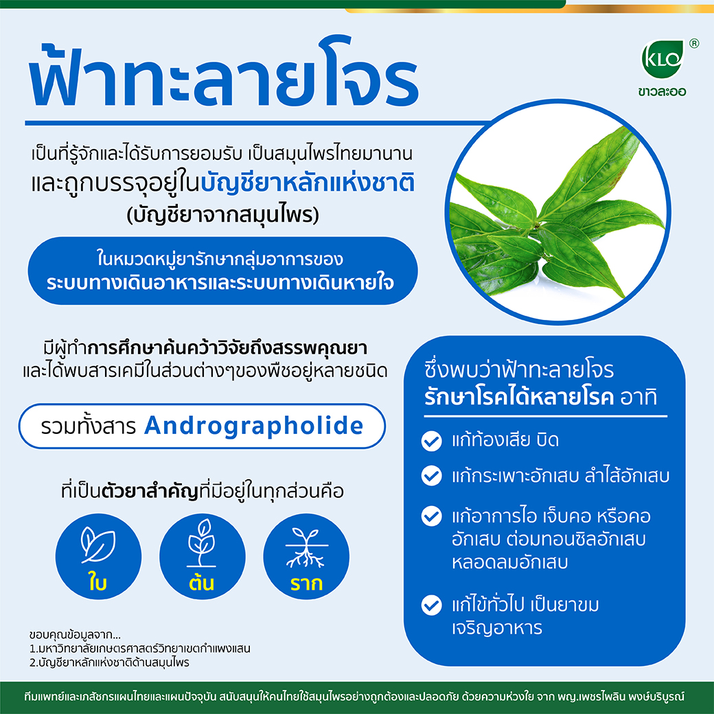 Andrographis paniculata has been known and accepted as a Thai herb for a long time. and is included in the national drug list