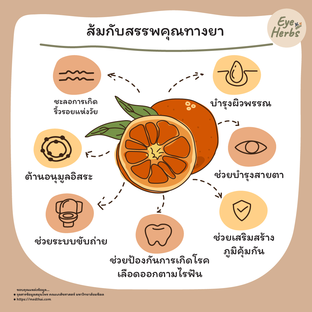 ส้มกับสรรพคุณทางยา