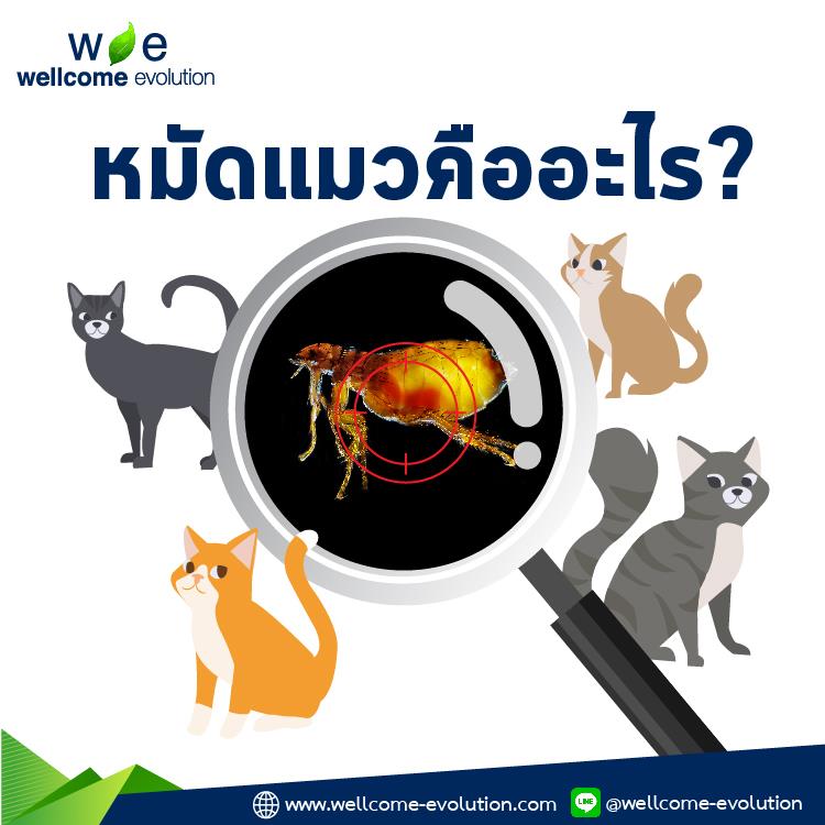 หมัดแมวคืออะไร? เป็นอันตรายไหม? ป้องกันหมัดแมวได้ยังไง?