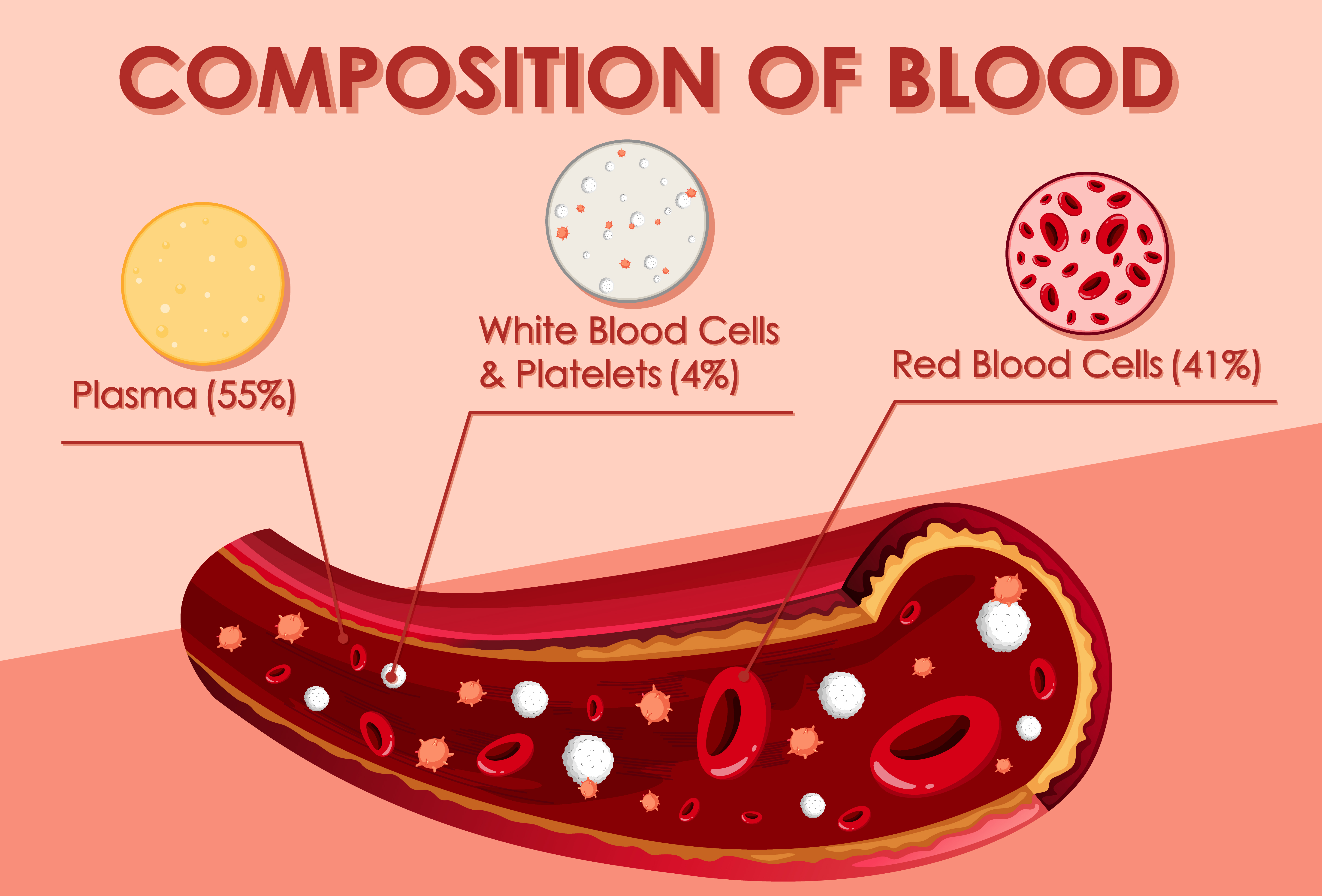 Hemoglobin red blood cell