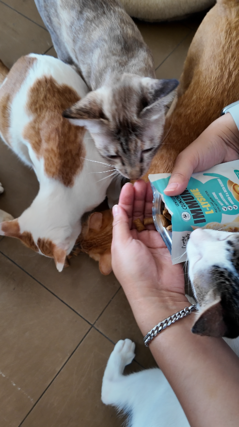 Gentle Paws ร่วมแบ่งปันความห่วงใยผ่านการบริจาคขนมแมวคุณภาพเพื่อสุขภาพ