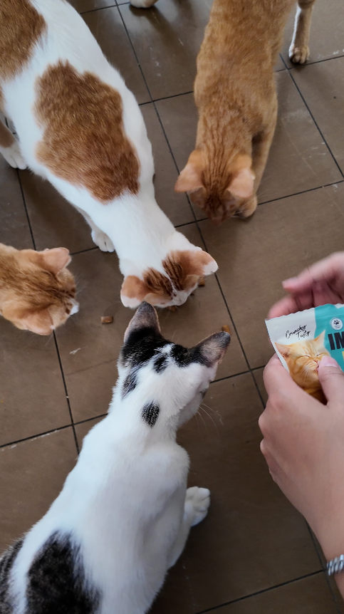 Crunchy Cat Immune+ L-Lysine ขนมแมวเพื่อสุขภาพที่ Gentle Paws นำมาบริจาค