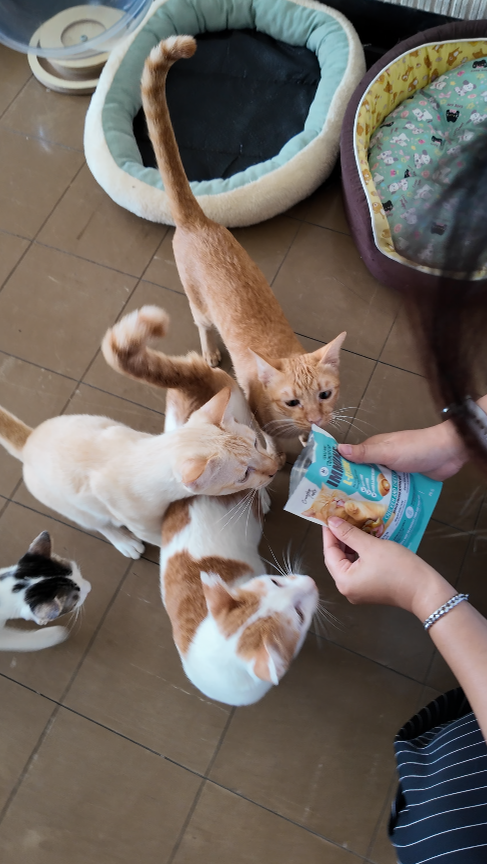 กิจกรรมบริจาคขนมแมวเพื่อสุขภาพ Crunchy Cat Immune+ L-Lysine จาก Gentle Paws