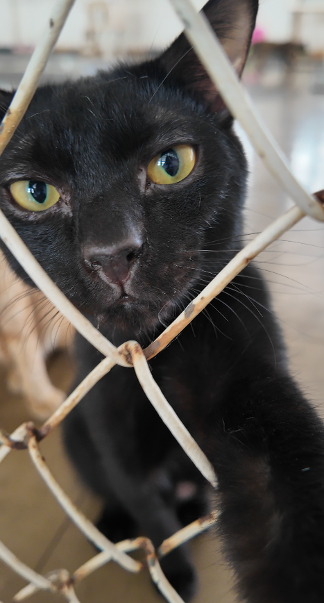 Crunchy Cat Immune+ L-Lysine ขนมแมวเพื่อสุขภาพที่ Gentle Paws นำมาบริจาค