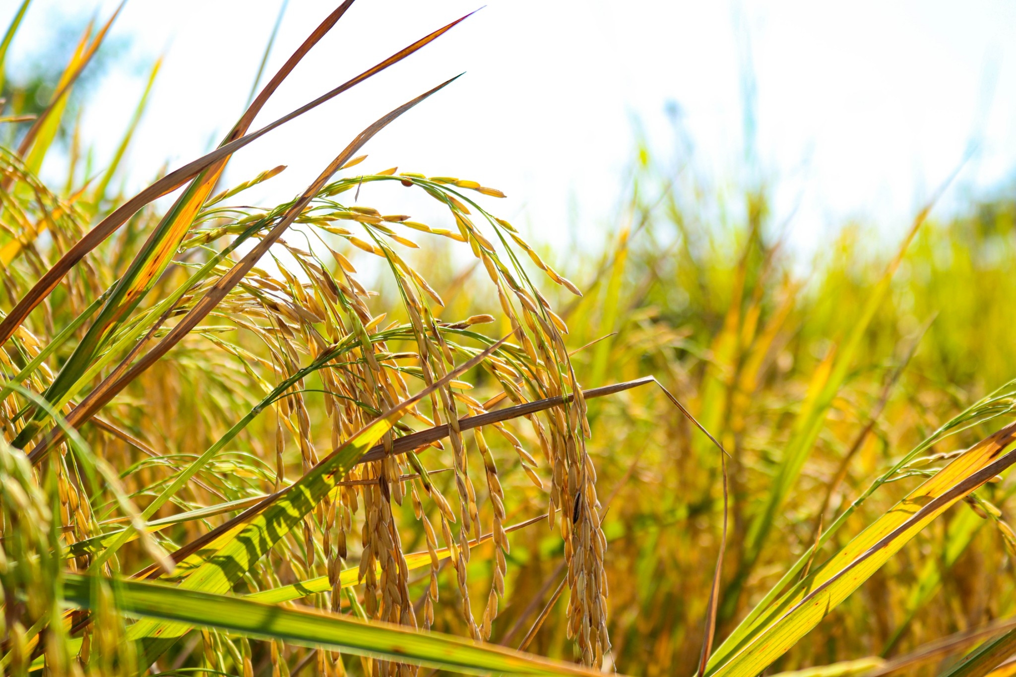 Experimental rice field - biom