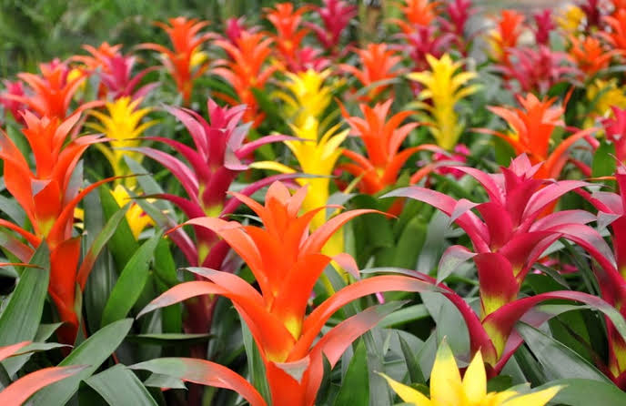 สับปะรดสี - Jpgreengarden