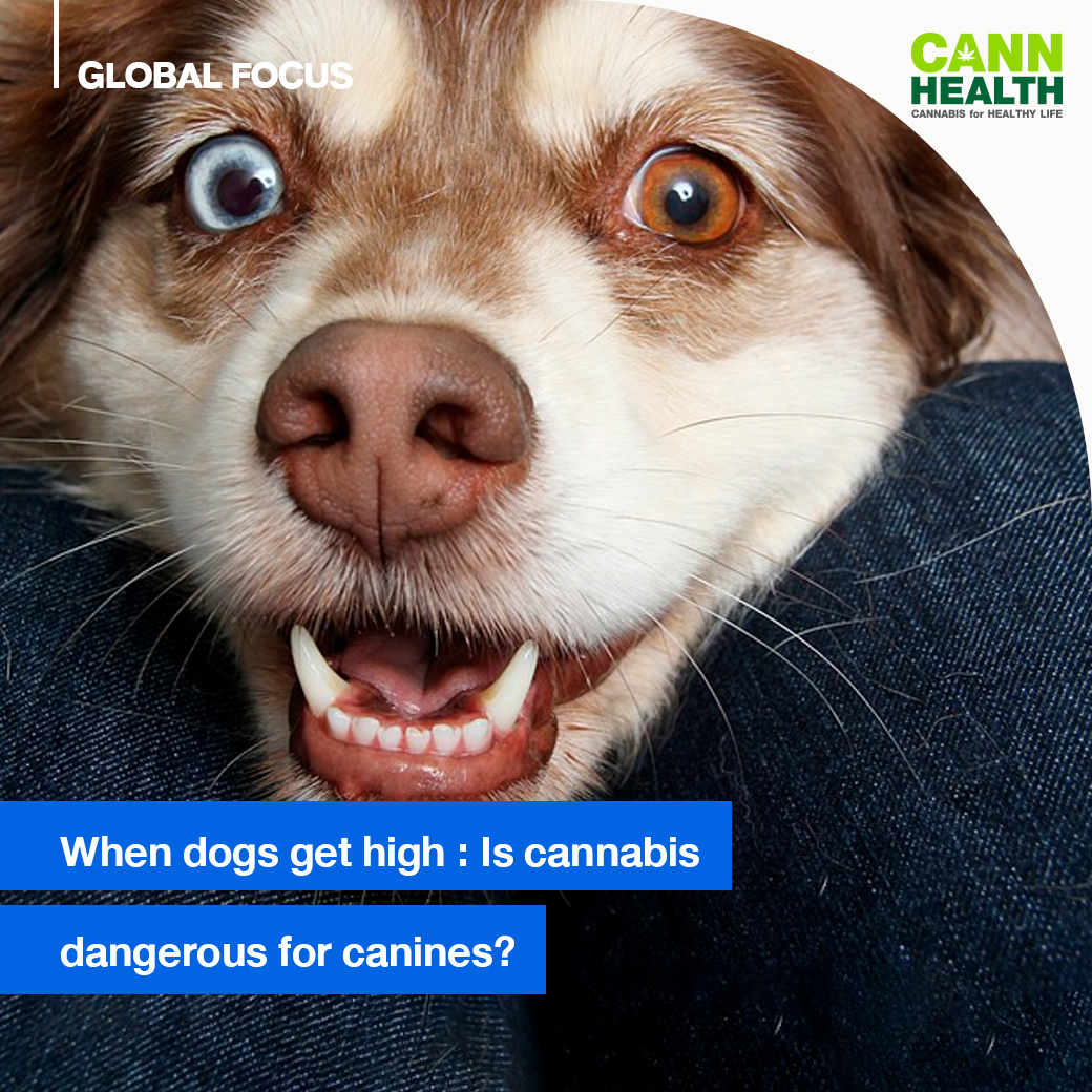 what happens if dogs get high
