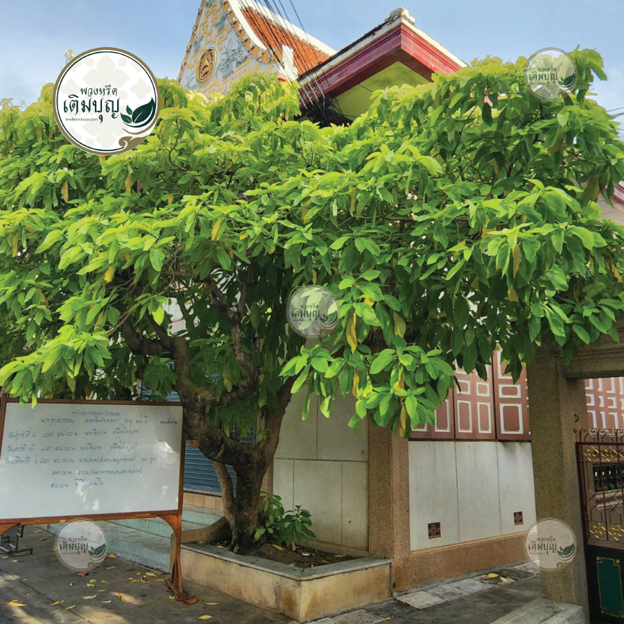 พวงหรีดวัดราชโอรสารามราชวรวิหาร