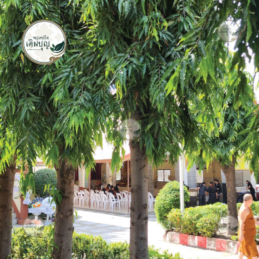 บรรยากาศงานบำเพ็ญกุศลศพที่วัดโพธิ์โนนทัน มีความร่มรื่นและเป็นระเบียบ