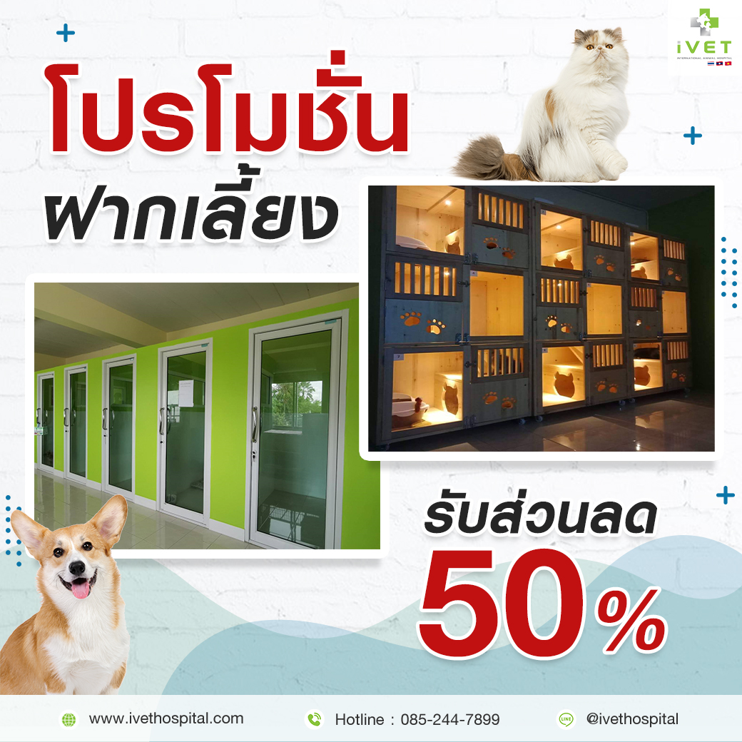 โปรโมชั่น - Ivethospital