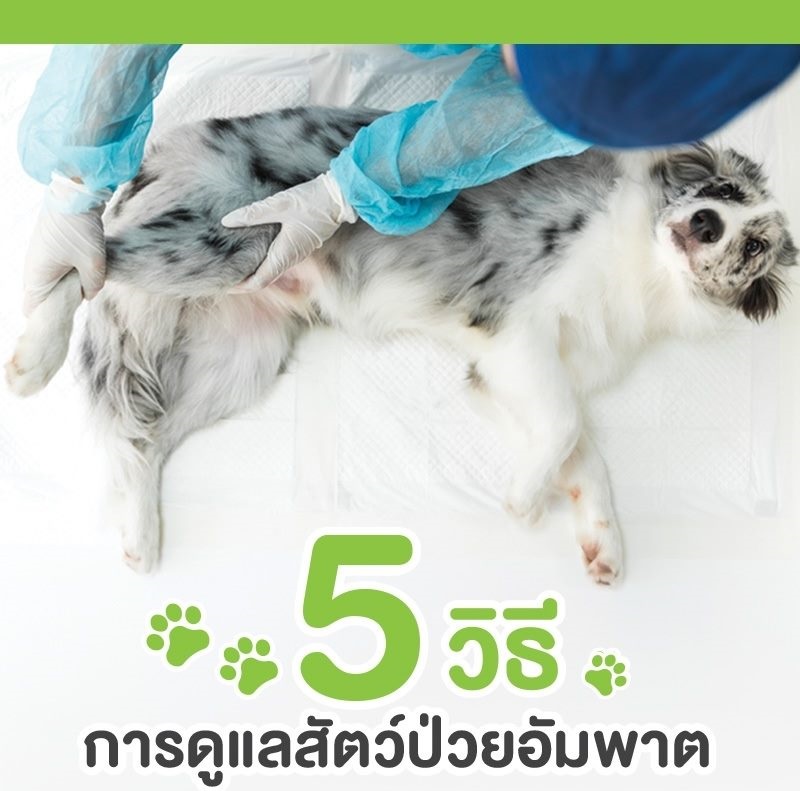 5 วิธีดูแลสัตว์ป่วยอัมพาต