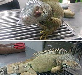 เรื่อง น้อง﻿﻿“คียอง” กิ้งก่าสายพันธุ์ Green iguana อายุประมาณ 1 ปี เจ้าของแจ้งว่าถูกเบ็ดตกปลาแทงเข้าที่บริเวณผิวหนังใต้ตา