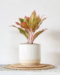 ของขวัญขึ้นบ้านใหม่ ต้นไม้มงคล