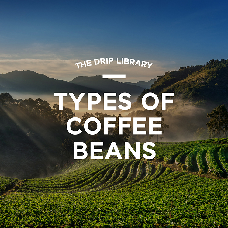 Coffee 101: Type of coffee beans