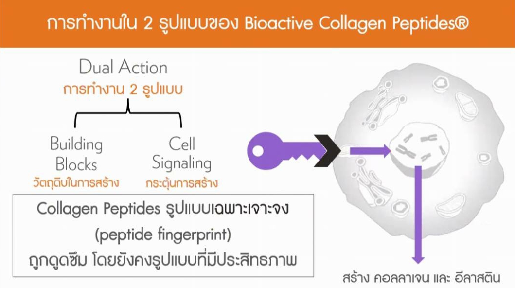 <Img src =”inner focus collagen plus.jpg 07” alt=“inner focus collagen plus 07”>