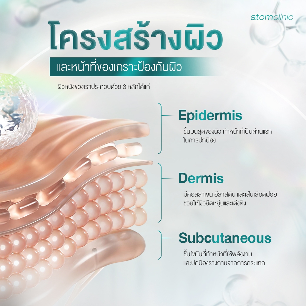 ทำความเข้าใจโครงสร้างผิว และบทบาทของ Skin Barrier ทำความเข้าใจโครงสร้างผิว และบทบาทของ Skin Barrier