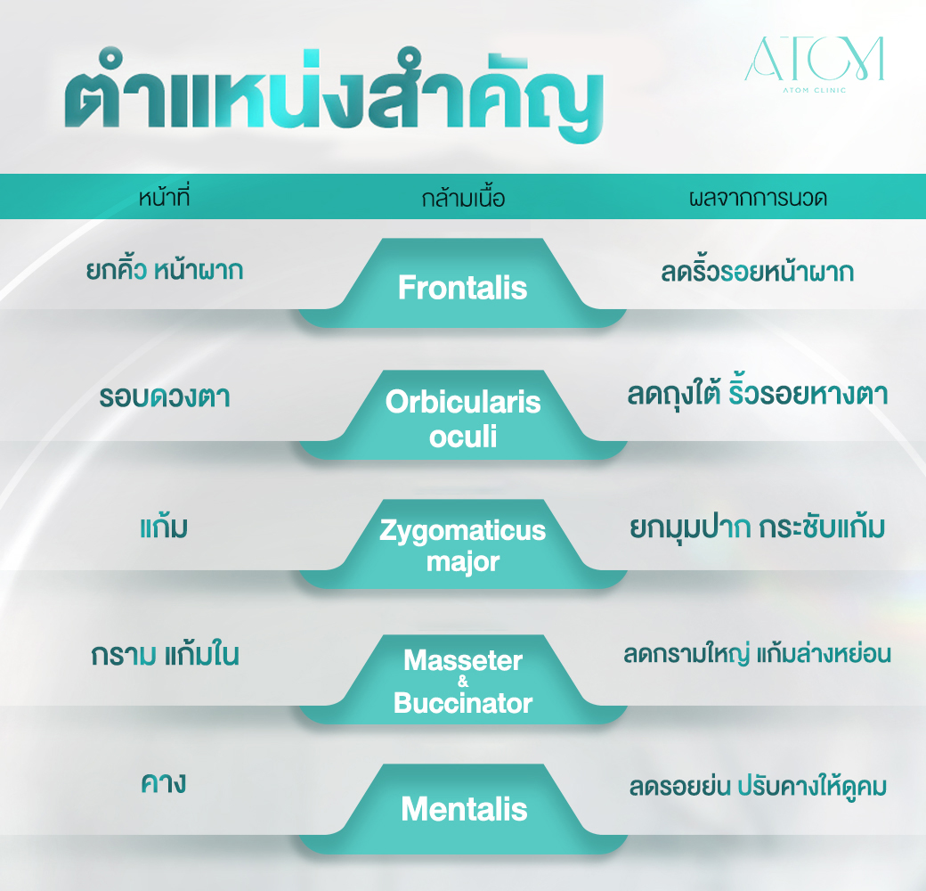 ตำแหน่งการนวดยกกระชับใบหน้า ตำแหน่งการนวดยกกระชับใบหน้า