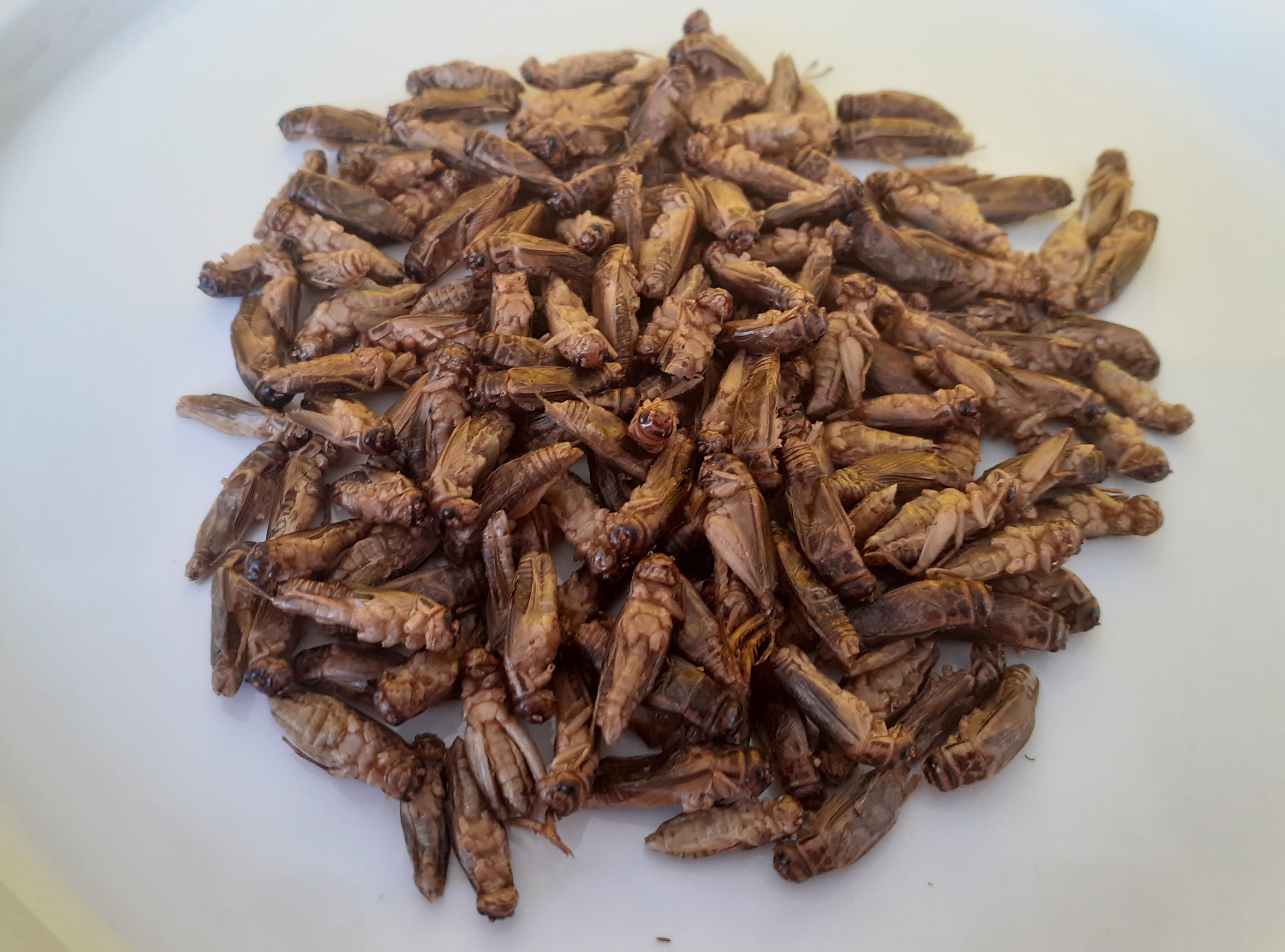 powderbugs powderbugs