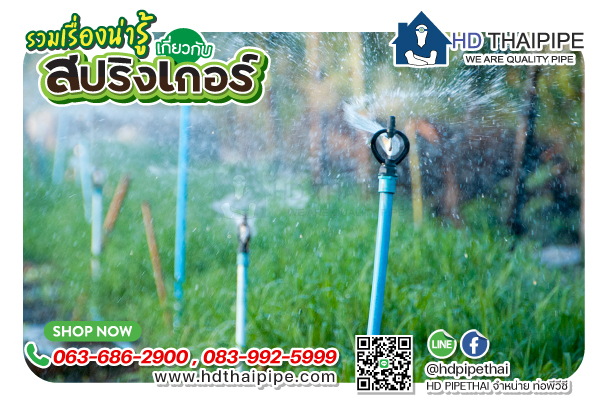 สปริงเกอร์.1 สปริงเกอร์.1