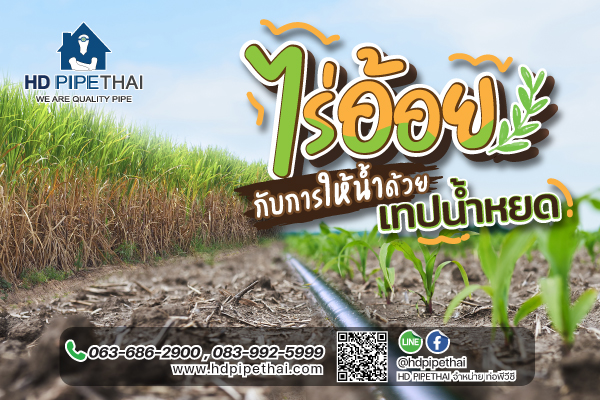 ไร่อ้อย กับระบบน้ำหยด ไร่อ้อย กับระบบน้ำหยด