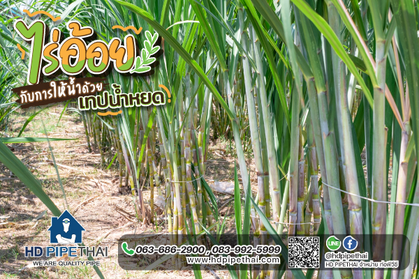 ไร่อ้อย ไร่อ้อย