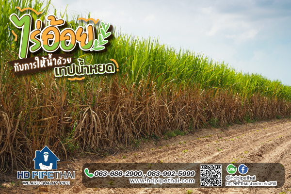 ไร่อ้อย ไร่อ้อย