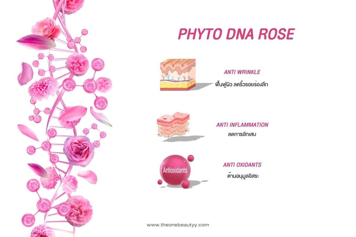 PhytoDNA Rose