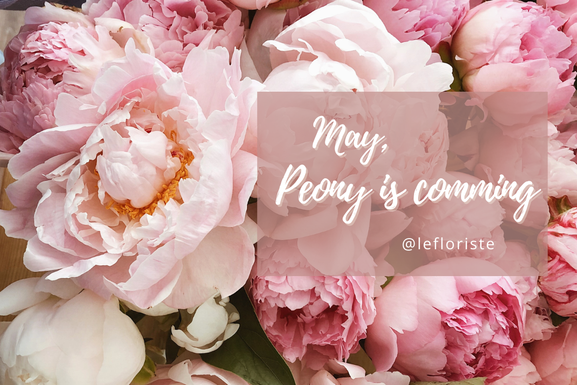 peony, pink peony, โบตั๋น, เพียนี่, เพียวนี่, เลอเฟอริส, lefloriste, ร้านดอกไม้, flower delivery