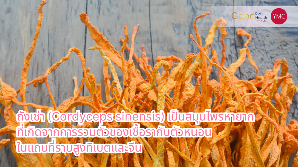 สารสกัดถังเช่า_สมุนไพรผู้หญิง_YMC_Larose2