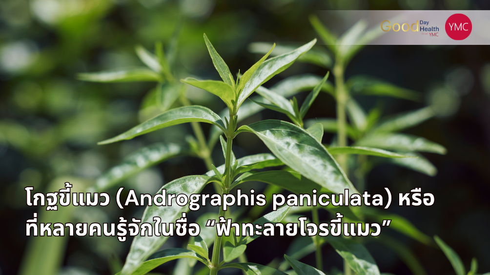 โกฐขี้แมว_สมุนไพรสำหรับผู้หญิง_YMC2.