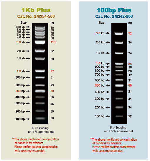 BioFact™ 1Kb Plus DNA Ladder, 0.1 ml x 5 ea