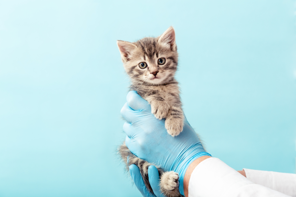 สัตวแพทย์อุ้มแมวเพื่อเตรียมตัวฉีดวัคซีนแมว