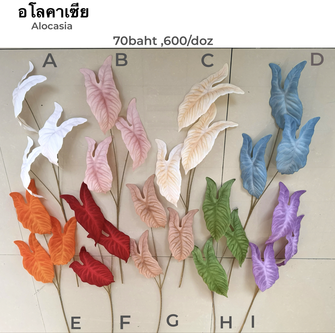 My Image 37