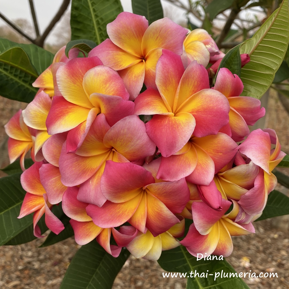 【363】plumeriaページ Plumeria Cutting 4806 - Upland Nursery