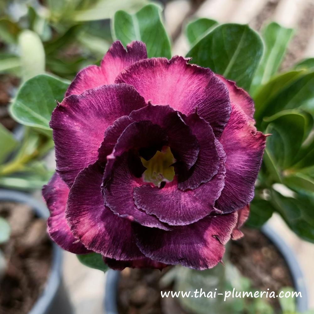 Adenium ROONG THONG plant