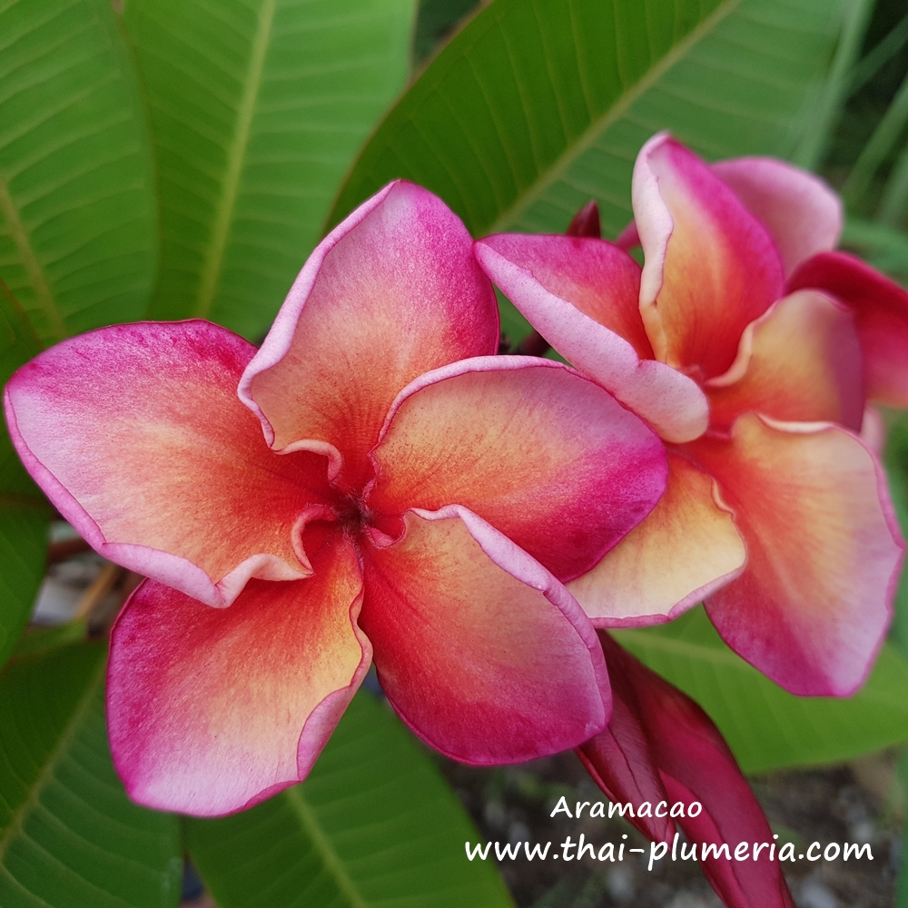 Plumeria plant TINKERBELL