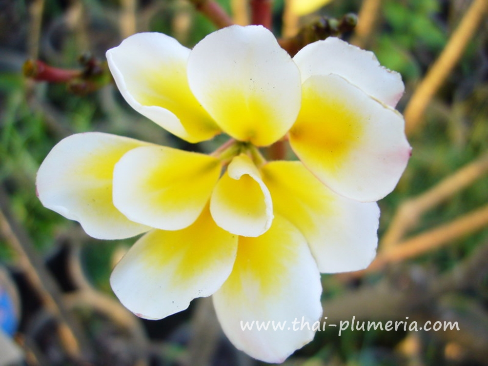 Plumeria plant BALI WHIRL