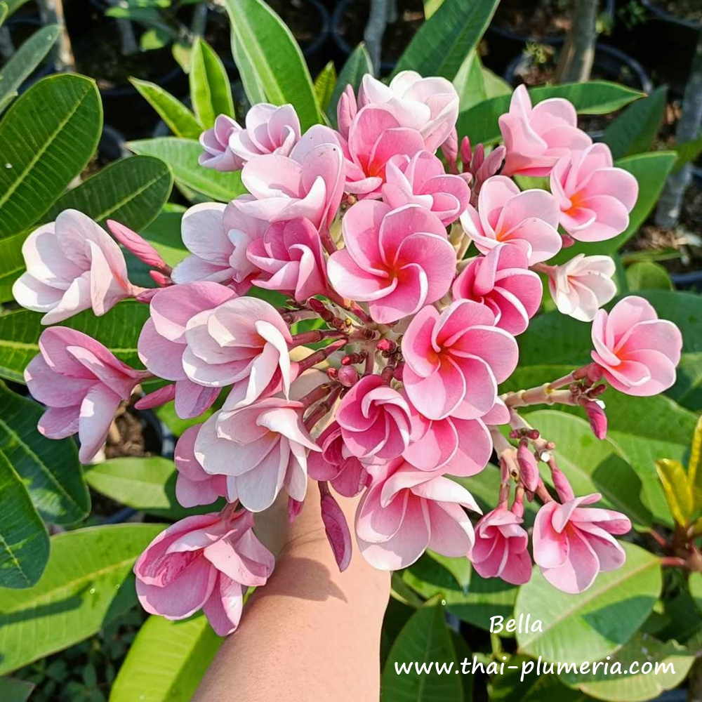 Dwarf Plumeria plant KLET MANEE