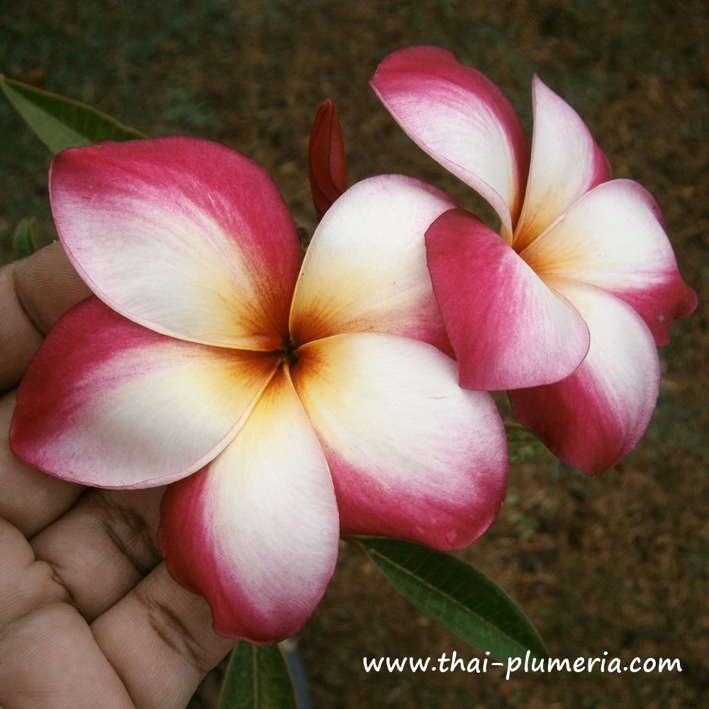 Plumeria plant CANDY PINK