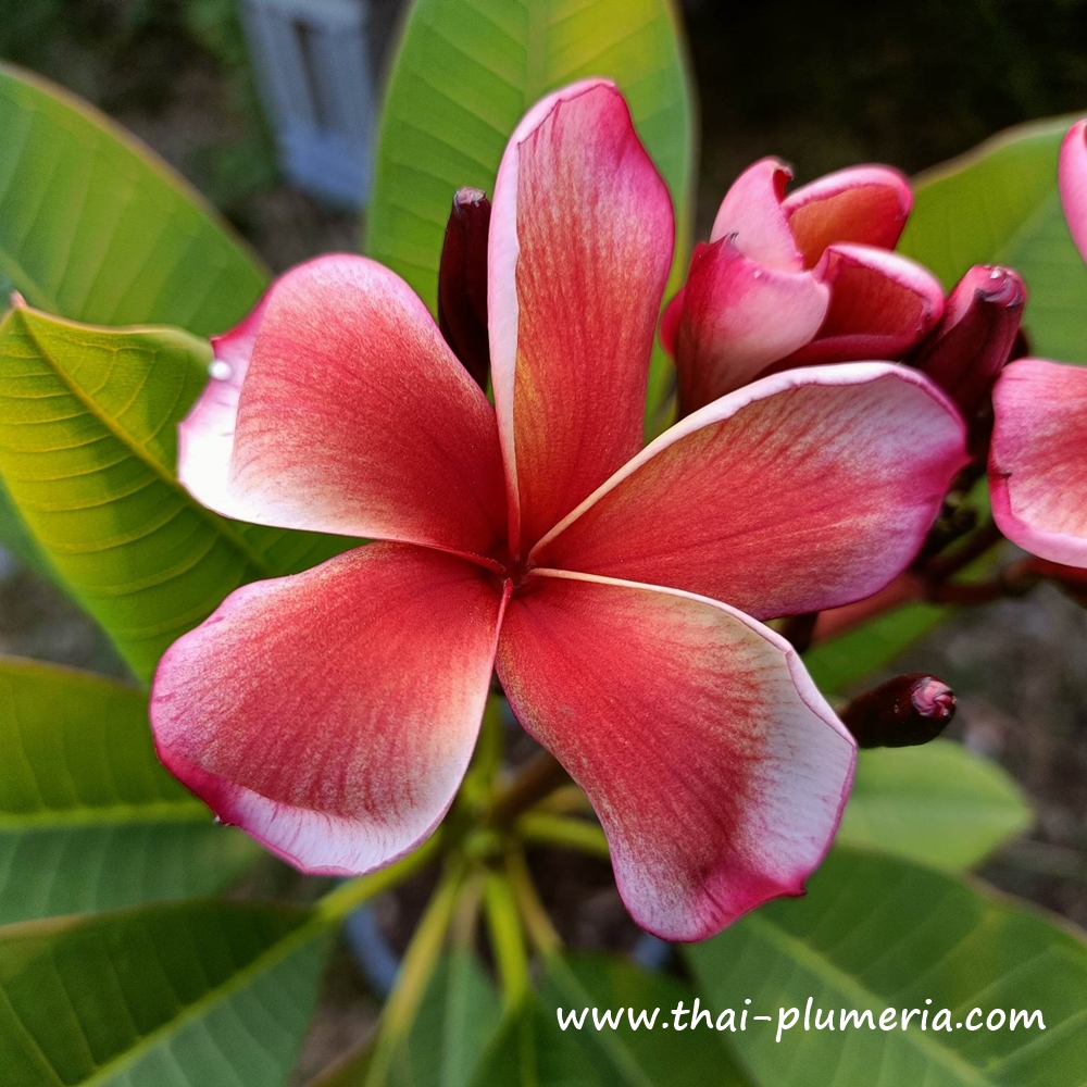 Plumeria plant JAMAICAN FIRE