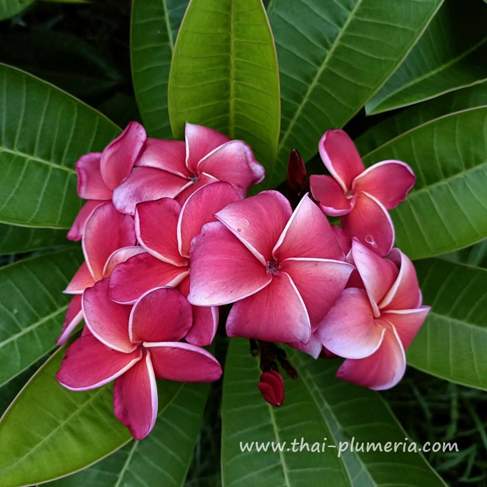 Plumeria GINA RED plant