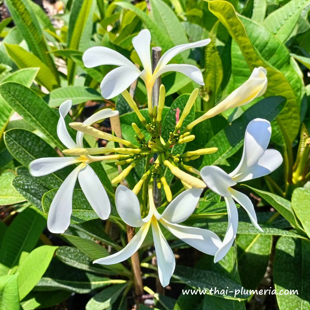 ❁…Plumeria…❁ Plumeria plant HANGING WINDMILL