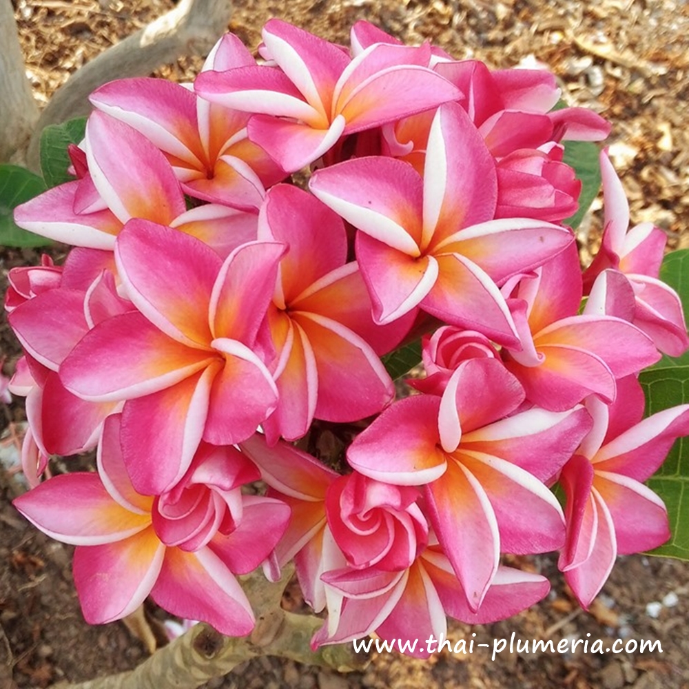 【363】plumeriaページ 363】plumeriaページ Gabrielle plumeria – Landz.us