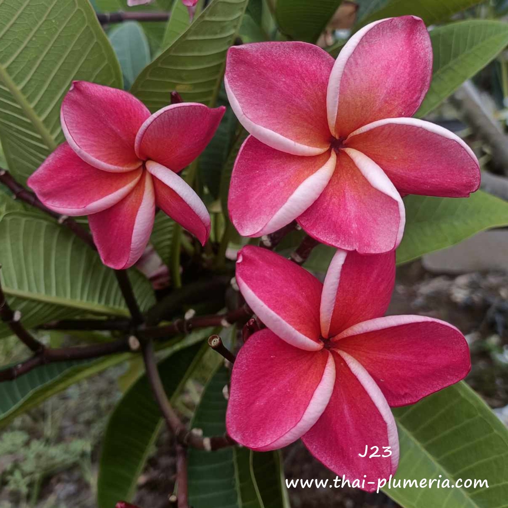 Plumeria plant J23