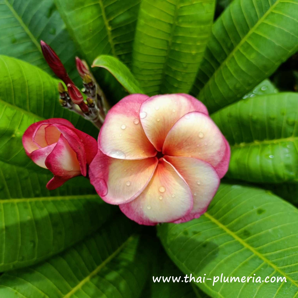 Plumeria plant J4