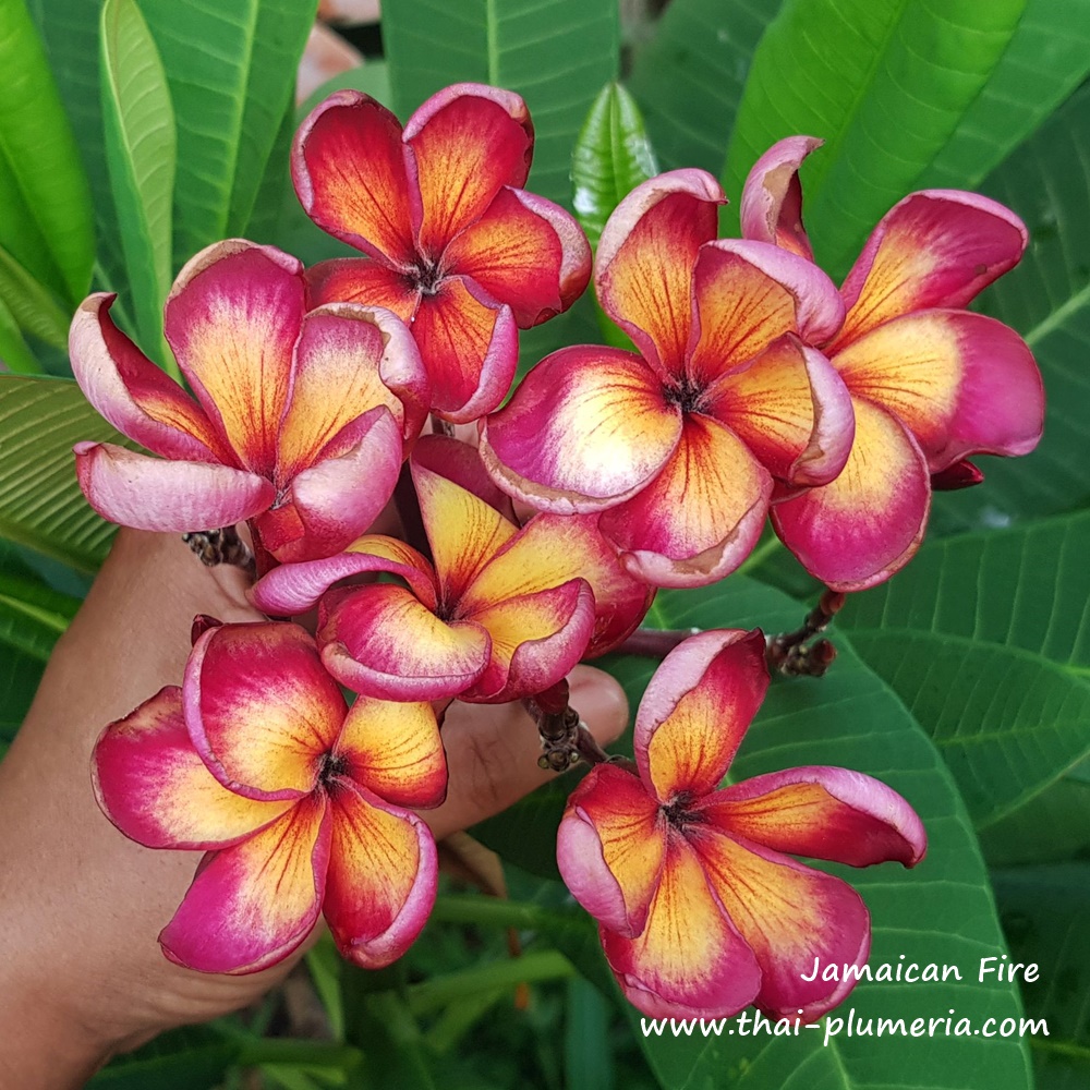 Plumeria JAMAICAN FIRE plant