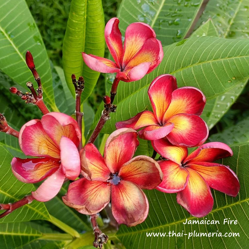 Plumeria plant JAMAICAN FIRE